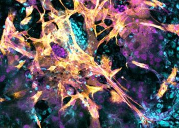 Los científicos aprenden más sobre cómo se implantan embriones humanos utilizando úteros artificiales: NPR