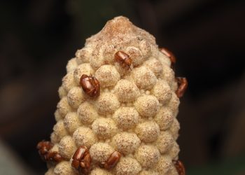 Estas plantas antiguas atraen a los polinizadores al calentarse: NPR