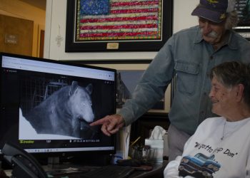 Así es como las ciudades de Texas están manejando las crecientes poblaciones de osos negros: NPR