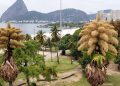 Palmeras de décadas de antigüedad en Río de Janeiro florecen por primera y única vez