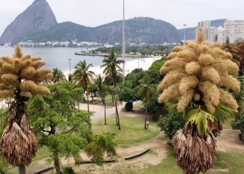 Palmeras de décadas de antigüedad en Río de Janeiro florecen por primera y única vez