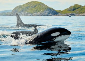 Durante años hemos visto a delfines nadar hacia las orcas sin miedo. Ahora la tecnología ha averiguado por qué