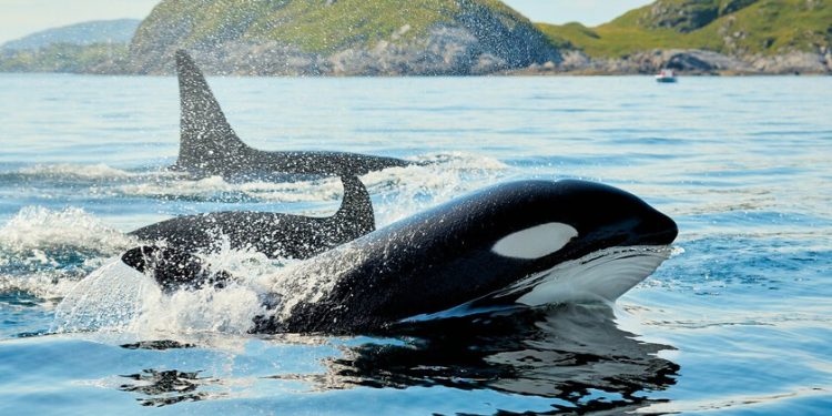 Durante años hemos visto a delfines nadar hacia las orcas sin miedo. Ahora la tecnología ha averiguado por qué