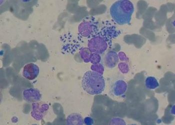 Desarrollan una nueva vacuna contra la leishmaniasis canina