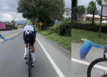 Guacamaya que escoltaba a ciclista en carretera de Quindío revive el recuerdo de la leyenda Michele Scarponi, fallecido en 2017: 'Una señal del cielo'