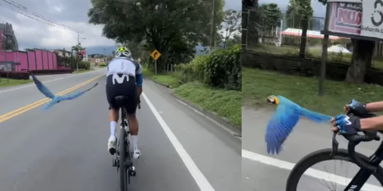 Guacamaya que escoltaba a ciclista en carretera de Quindío revive el recuerdo de la leyenda Michele Scarponi, fallecido en 2017: 'Una señal del cielo'