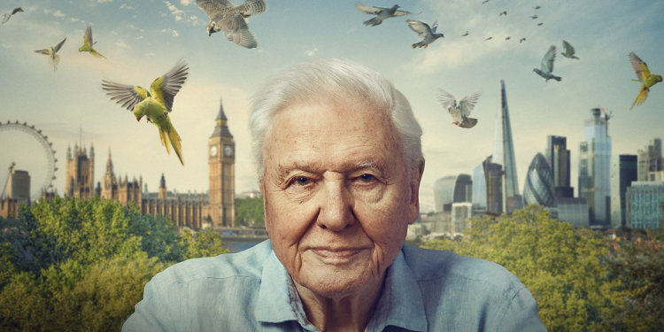 Cómo ver Wild London en BBC iPlayer (es GRATIS)