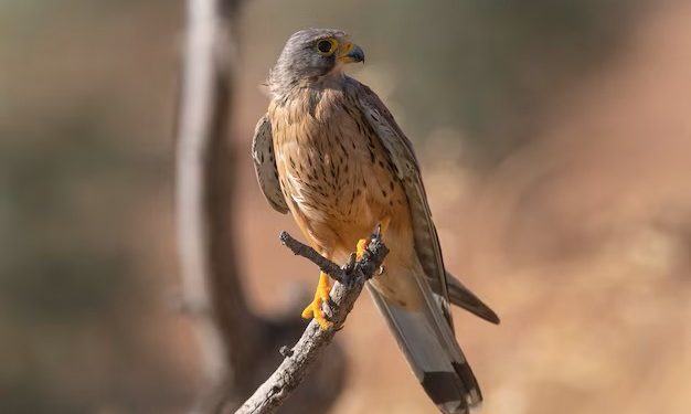 El cernícalo – Zenda