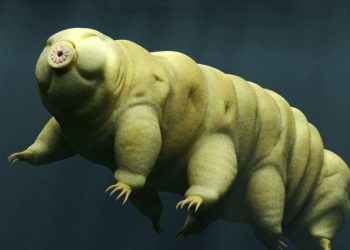 SERES VIVOS LUNA | La increíble historia de los seres vivos enviados a la Luna de forma clandestina.