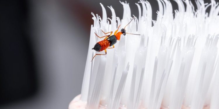 Vietnam: cette turista se réveille couverte de plaies, les médecins alertent sur un insecte très toxique